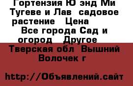 Гортензия Ю энд Ми Тугеве и Лав, садовое растение › Цена ­ 550 - Все города Сад и огород » Другое   . Тверская обл.,Вышний Волочек г.